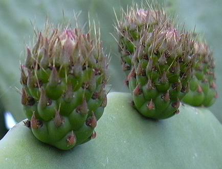 Opuntia ficus-indica / Fico d ''India